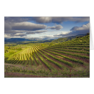 Vingård. Napa Valley. Napa. Napa County, Hälsningskort