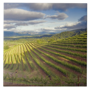 Vingård. Napa Valley. Napa. Napa County, Kakelplatta