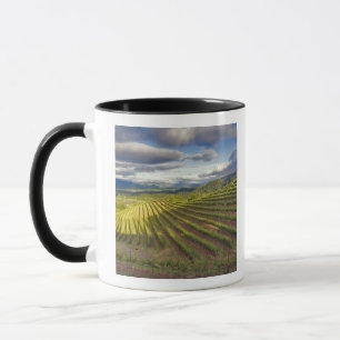 Vingård. Napa Valley. Napa. Napa County, Mugg