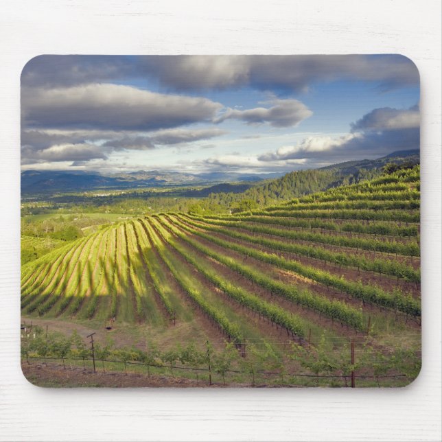 Vingård. Napa Valley. Napa. Napa County, Musmatta (Framsidan)