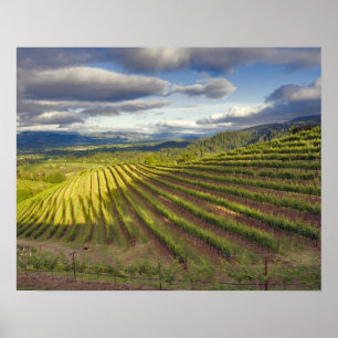 Vingård. Napa Valley. Napa. Napa County, Poster