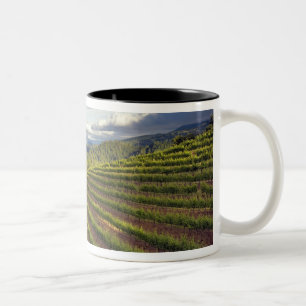 Vingård. Napa Valley. Napa. Napa County, Två-Tonad Mugg