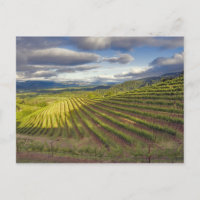 Vingård. Napa Valley. Napa. Napa County,