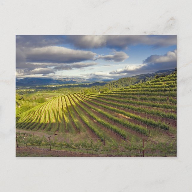 Vingård. Napa Valley. Napa. Napa County, Vykort (Framsida)