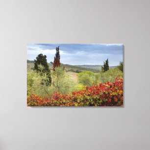 Vingård nära Montalcino, Toscana, Italien Canvastryck