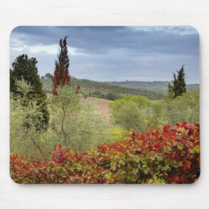 Vingård nära Montalcino, Toscana, Italien Musmatta