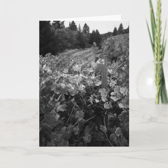 Vingård och backar, Draper Vingård, 1966 Kort (Framsida)