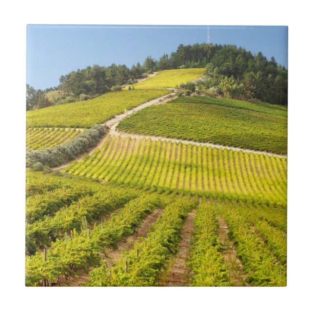 Vingård, Stellenbosch, Västra Kapprovinsen Kakelplatta (Framsidan)