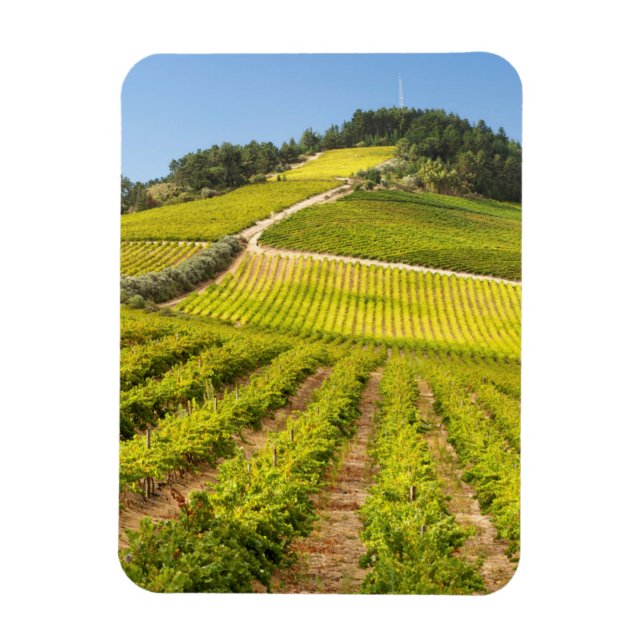 Vingård, Stellenbosch, Västra Kapprovinsen Magnet (Vertikal)