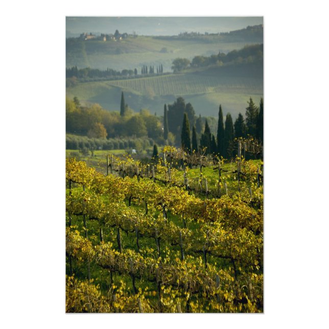 Vingård, Toscana, Italien Fototryck (Framsidan)