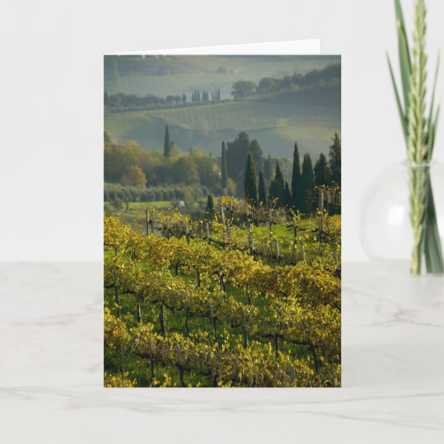 Vingård, Toscana, Italien Kort (Framsida)