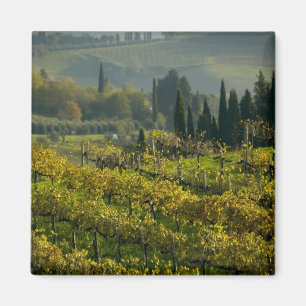 Vingård, Toscana, Italien Magnet