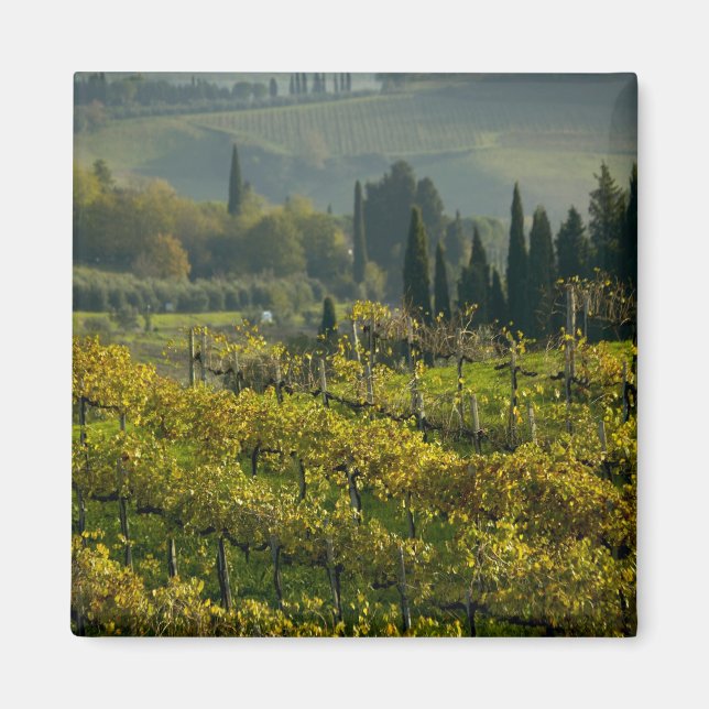 Vingård, Toscana, Italien Magnet (Framsidan)