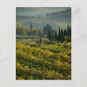 Vingård, Toscana, Italien Vykort