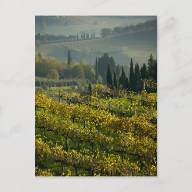 Vingård, Toscana, Italien Vykort (Framsida)
