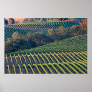Vingårdar av ryska River Valley Poster