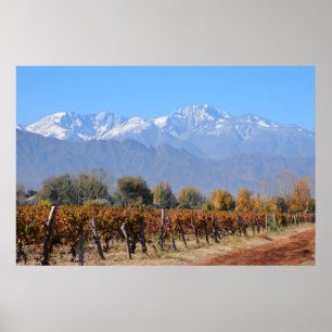 Vingårdar i nedgången av Mendoza, Argentina Poster