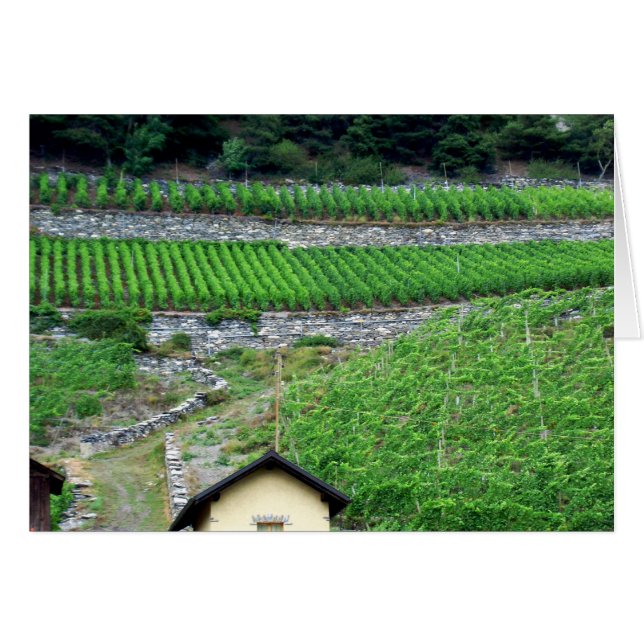 Vingårdar i Schweitz Hälsningskort (Framsidan Horizontal)