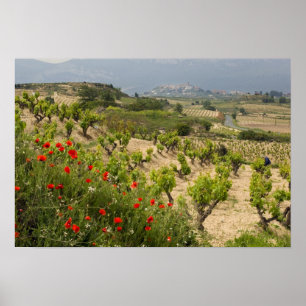 Vingårdar nära Laguardia, huvudstad i La Rioja Poster
