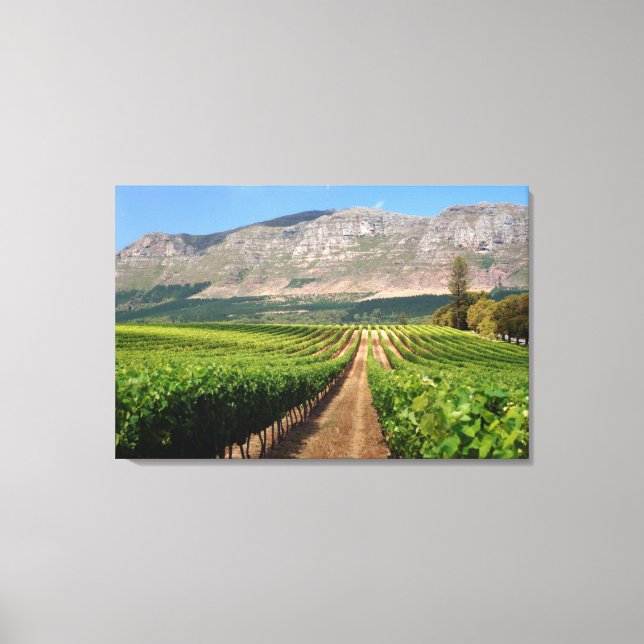 Vingårdar på Groot Constantia Wine Estate Canvastryck (Framsida)