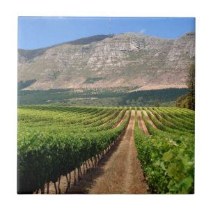 Vingårdar på Groot Constantia Wine Estate Kakelplatta