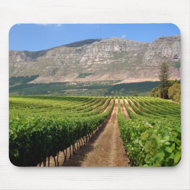 Vingårdar på Groot Constantia Wine Estate Musmatta (Framsidan)