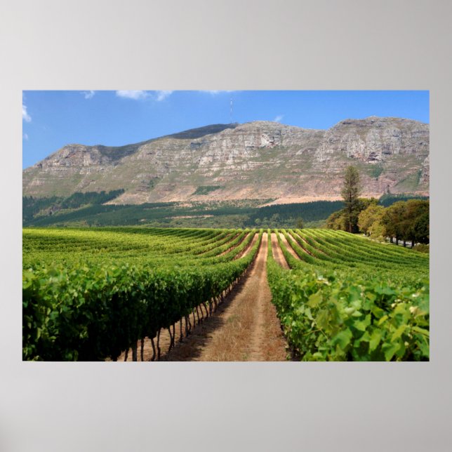 Vingårdar på Groot Constantia Wine Estate Poster (Framsidan)