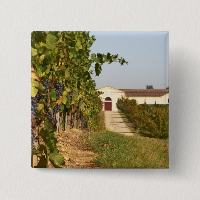 Vingårdar, petit verdot-vinrankor och vinfabriken  knapp (Framsida)