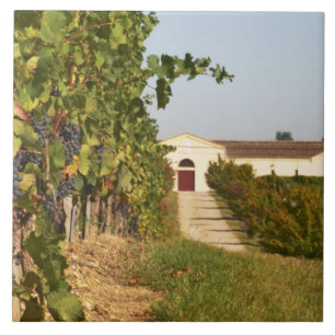 Vingårdar, petit verdot-vinrankor och vinkällaren kakelplatta
