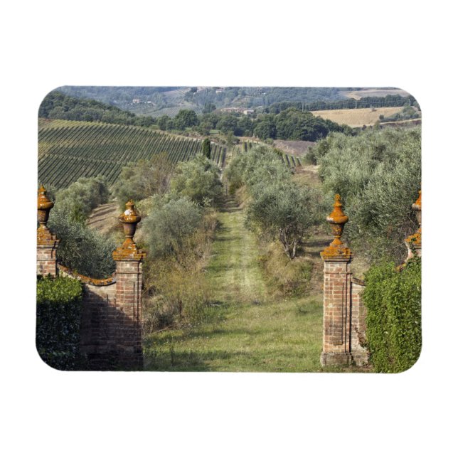 Vingårdar, Toscana, Italien Magnet (Horisontell)