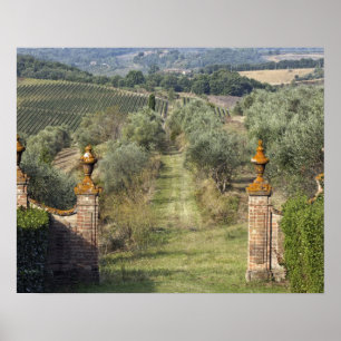 Vingårdar, Toscana, Italien Poster