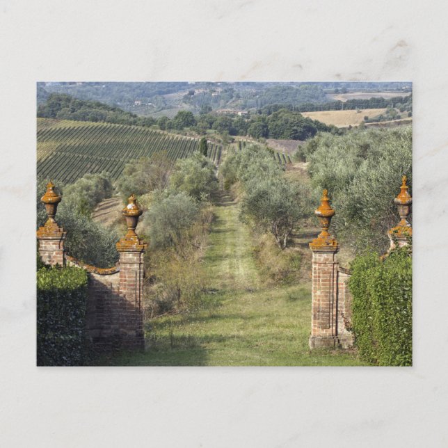 Vingårdar, Toscana, Italien Vykort (Framsida)