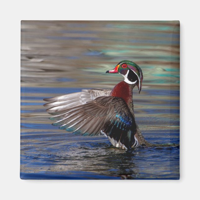 Vinge Flapping Wood Anka Magnet (Framsidan)