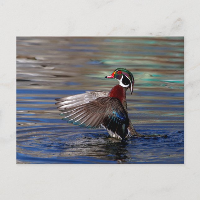 Vinge Flapping Wood Anka Vykort (Framsida)