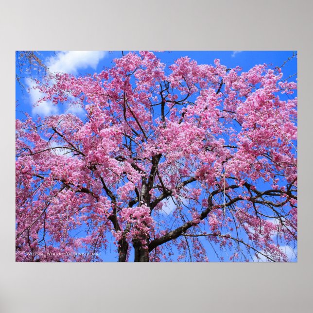 Vingerry: Yaebenishidare Poster (Framsidan)