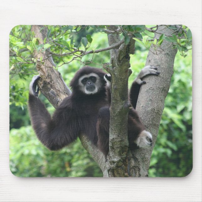 Vinka apan musmatta (Framsidan)