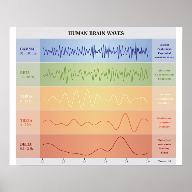 Vinkart diagram över humant hjärndiagram - Regnbåg Poster (Framsidan)