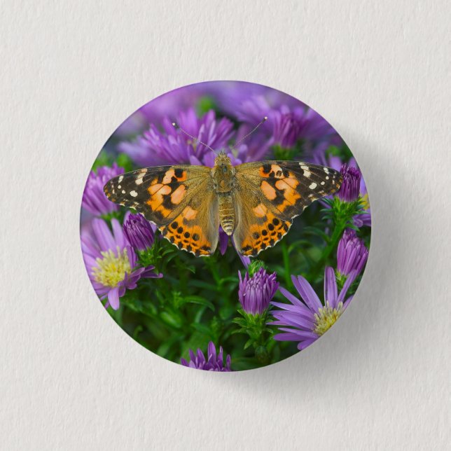 Vinkelvinge fjäril på kägelblomma knapp (Framsida)