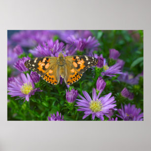 Vinkelvinge fjäril på kägelblomster poster