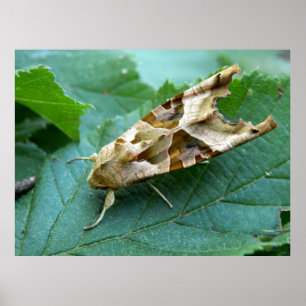 Vinkla skuggor - Moth-Poster Poster