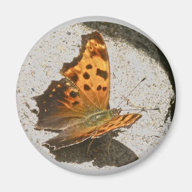 Vinkla Vinge Comma Butterfly Magnet (Framsidan)