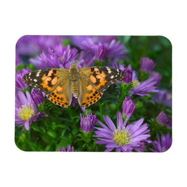 Vinklad Vinge Fjäril På Konblomma Magnet (Horisontell)