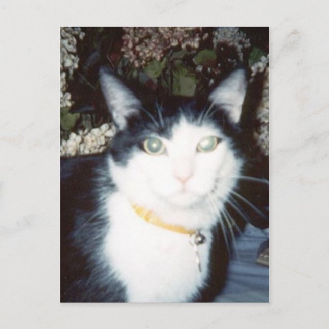 Vinnie Vykort (Framsida)