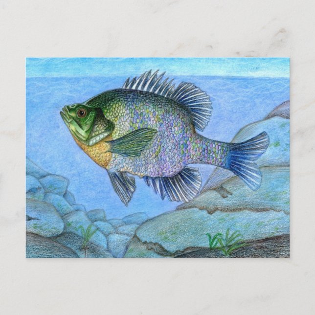 Vinning av teckningar med L. Luan, Klass 7 Vykort (Framsida)