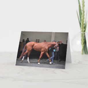 Vino Rosso - Todd Pletcher Kort