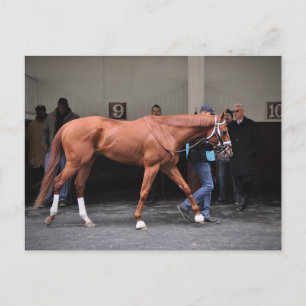 Vino Rosso - Todd Pletcher Vykort
