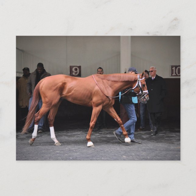 Vino Rosso - Todd Pletcher Vykort (Framsida)