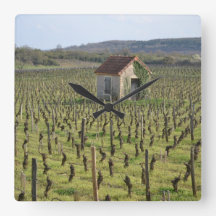 Vinodling i Burgundy Frankrike