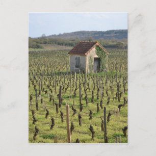 Vinodling i Burgundy Frankrike Vykort