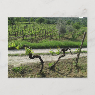 Vinodling i Chianti-regionen Italien Vykort